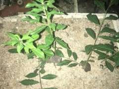 下山桩生桩用河沙种多久要换成土养