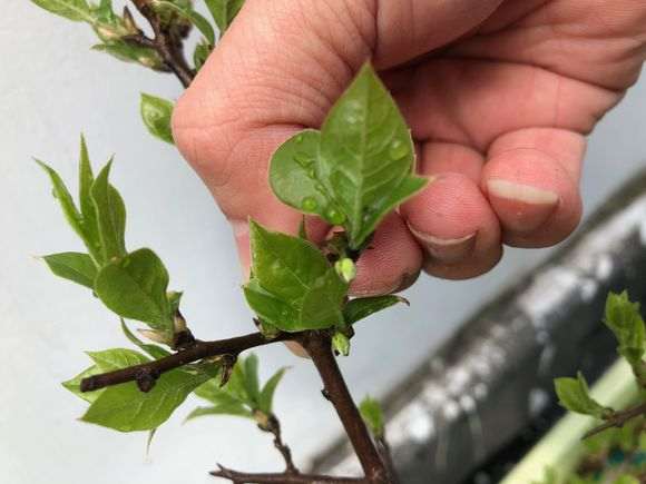 买的母下山桩桩 两年后发现是公桩 怎么办