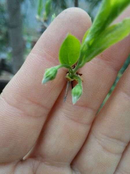 买的母下山桩桩 两年后发现是公桩 怎么办