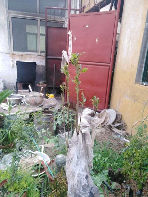 春天下山桩不发芽