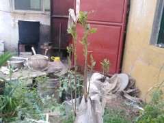 春天老鸦柿下山桩不发芽 为什么套袋后出芽