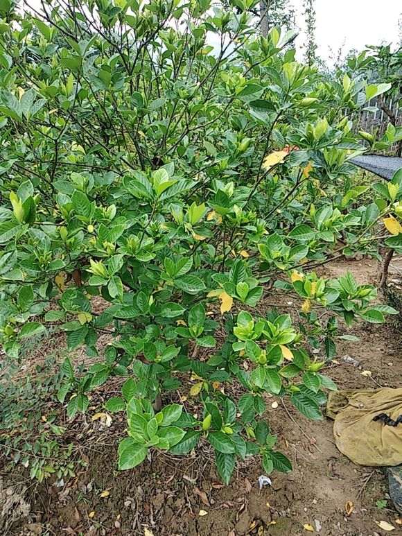 夏季6月还能挖下山桩生桩吗