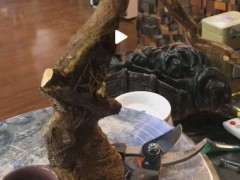 金豆下山桩生桩下面没小根 能否成活