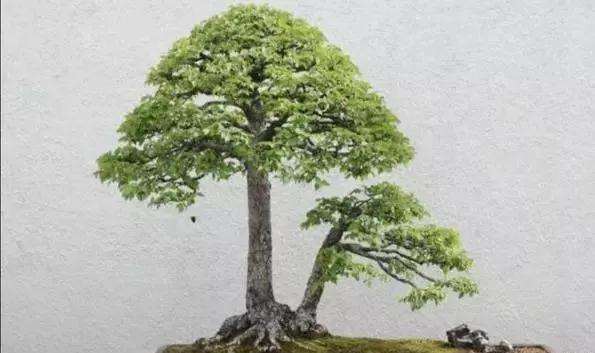 榆树双杆小苗怎么制作盆景