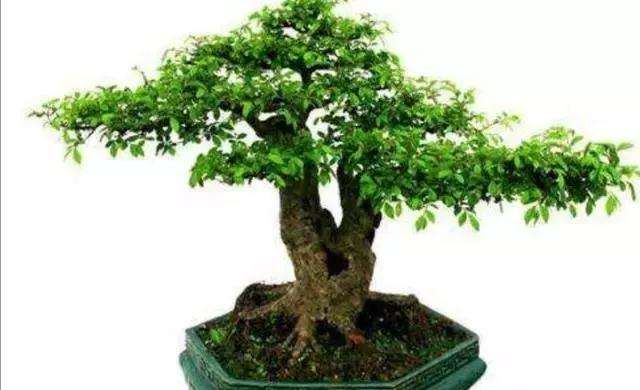 榆树双杆小苗怎么制作盆景