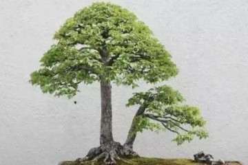 弥河镇青州市盆景艺术小镇招商公告