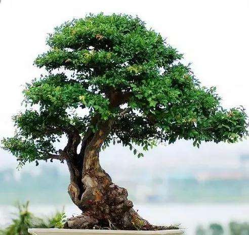 盆景榔榆下山桩的保湿有什么方法