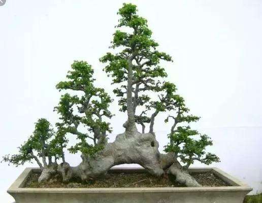 盆景榔榆下山桩的保湿有什么方法