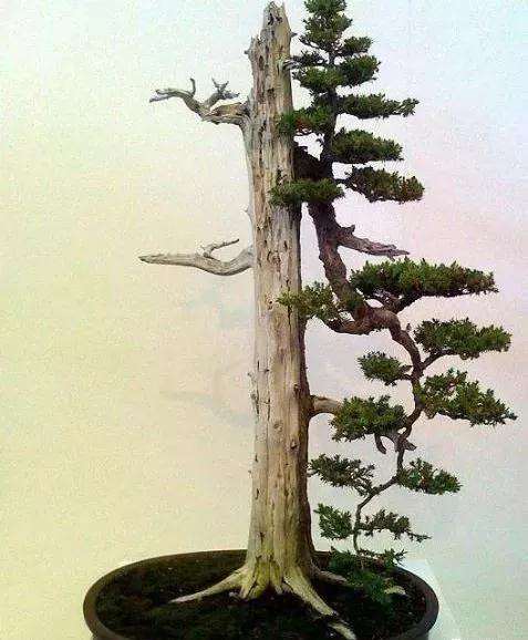 盆景跌枝蟠扎后怎么养护的方法