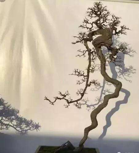 盆景跌枝蟠扎后怎么养护的方法