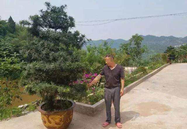 两颗罗汉松盆景价值4万元