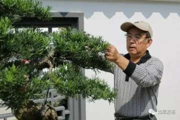 如皋如何把小盆景做成美丽的大产业