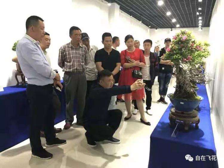 2019年 嵩县第三届国庆盆景技艺观摩会