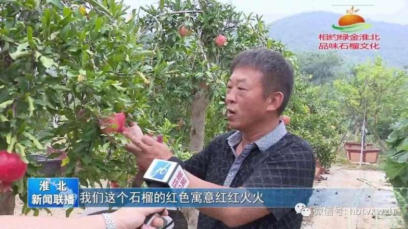 石榴盆景的需求也日益旺盛 劲头越来越大