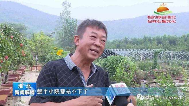 石榴盆景的需求也日益旺盛 劲头越来越大