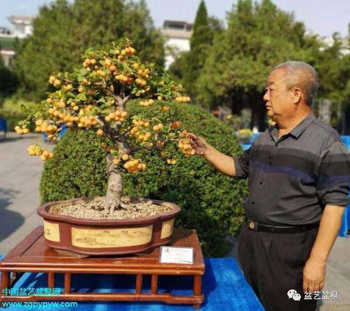 许昌市迎国庆七十周年盆景展