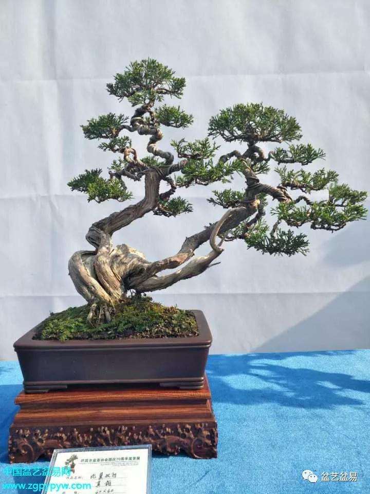 许昌市迎国庆七十周年盆景展