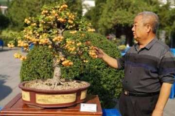 许昌市迎国庆七十周年盆景展