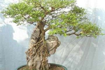 德阳首届葡萄采摘节开幕 葡萄盆景很抢眼