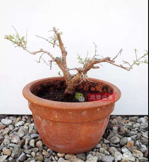 石榴种子怎么制作成盆景的过程