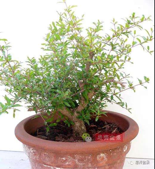 石榴种子怎么制作成盆景的过程