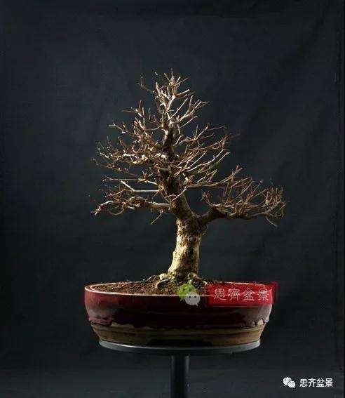 石榴种子怎么制作成盆景的过程