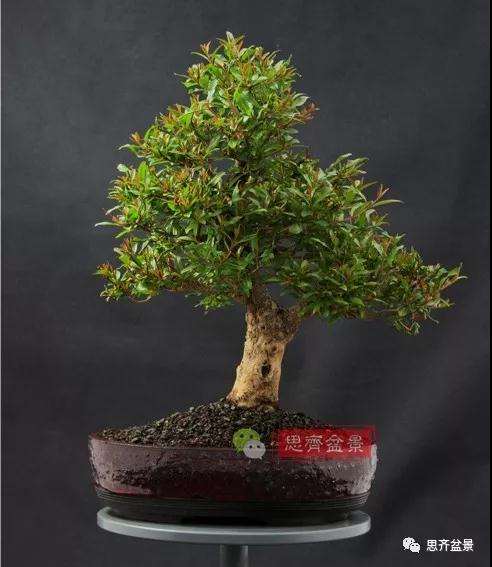 石榴种子怎么制作成盆景的过程