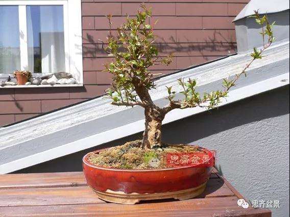 石榴种子怎么制作成盆景的过程