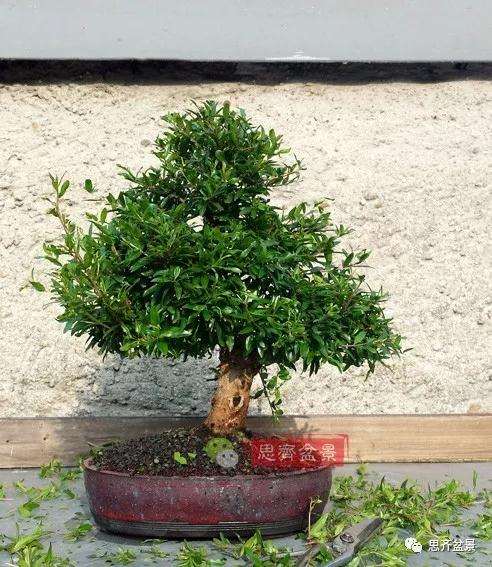 石榴种子怎么制作成盆景的过程