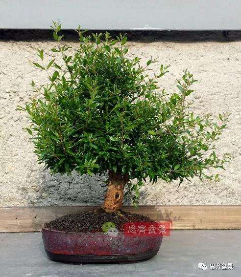 石榴种子怎么制作成盆景的过程