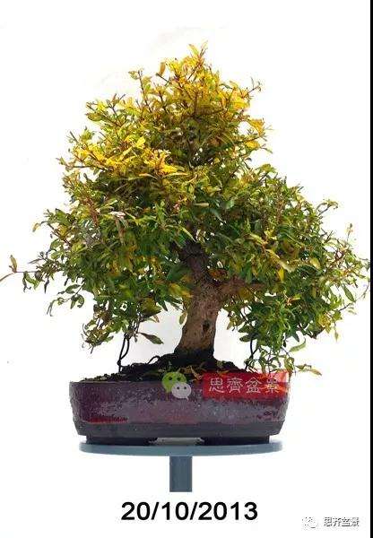 石榴种子怎么制作成盆景的过程