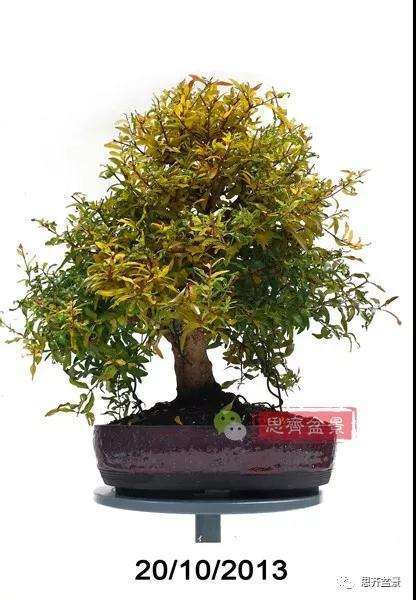 石榴种子怎么制作成盆景的过程