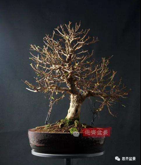 石榴种子怎么制作成盆景的过程