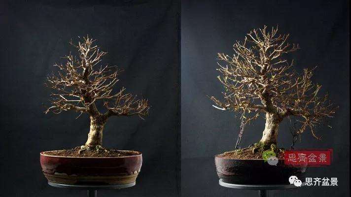 石榴种子怎么制作成盆景的过程