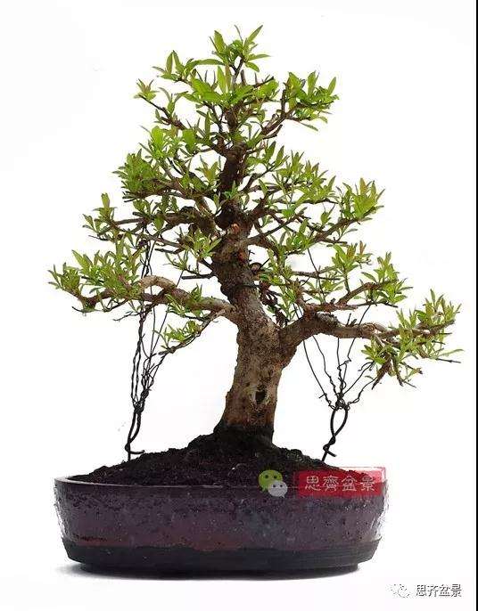 石榴种子怎么制作成盆景的过程