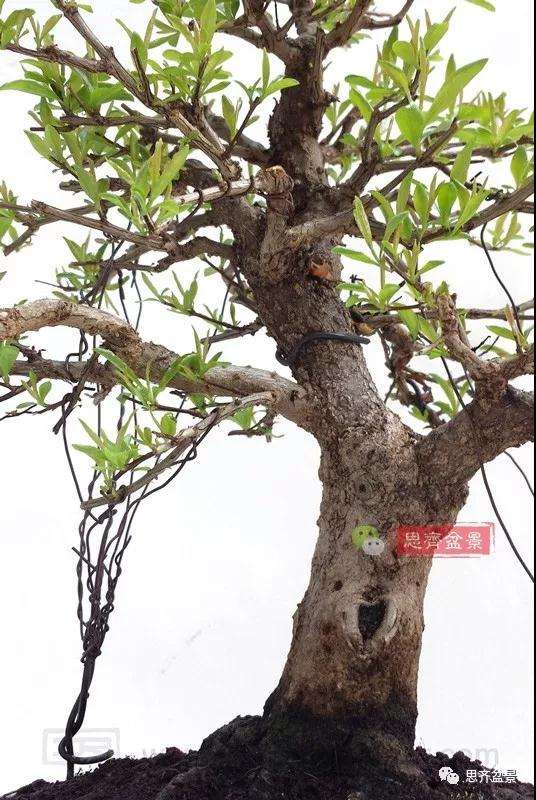 石榴种子怎么制作成盆景的过程