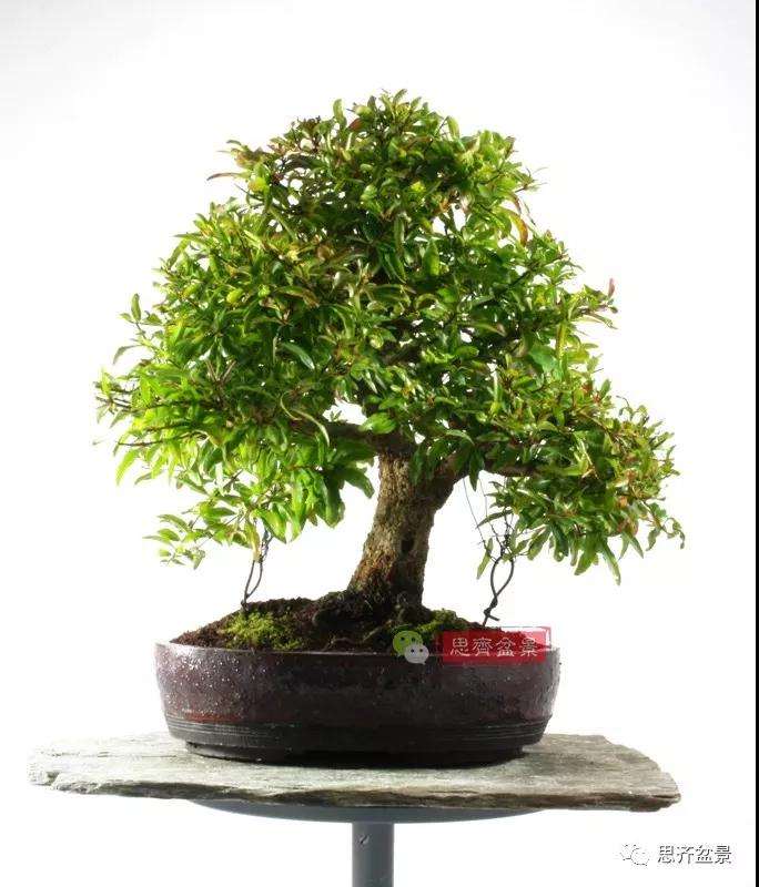 石榴种子怎么制作成盆景的过程