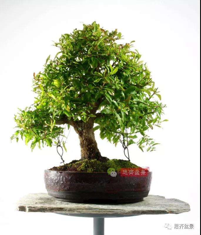 石榴种子怎么制作成盆景的过程