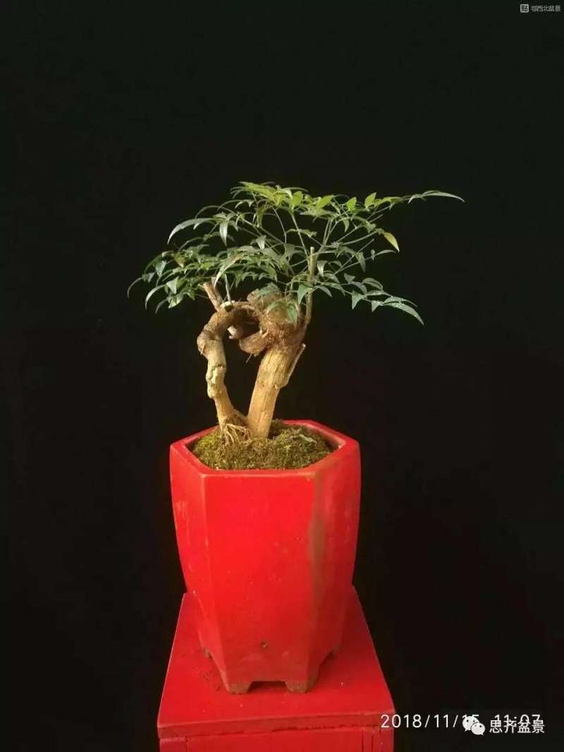 南天竹下山桩怎么制作盆景