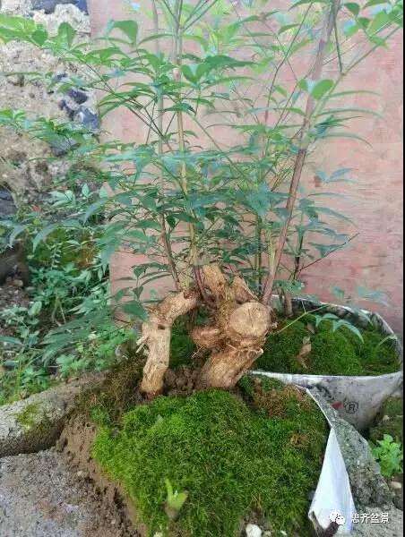 南天竹下山桩怎么制作盆景