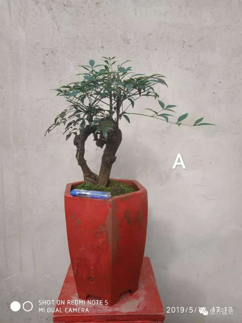 南天竹下山桩怎么制作盆景