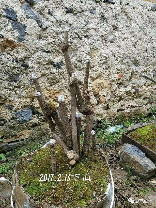 南天竹下山桩怎么制作盆景