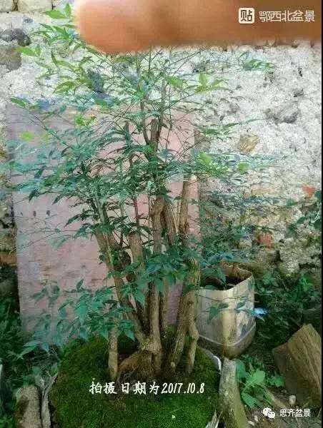 南天竹下山桩怎么制作盆景