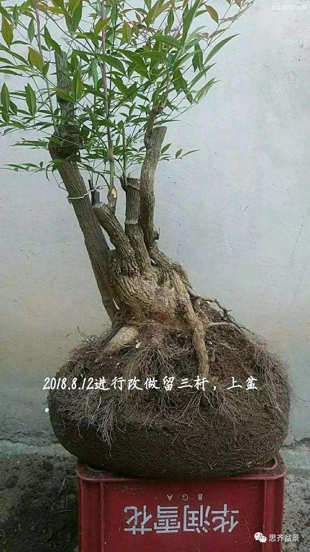 南天竹下山桩怎么制作盆景