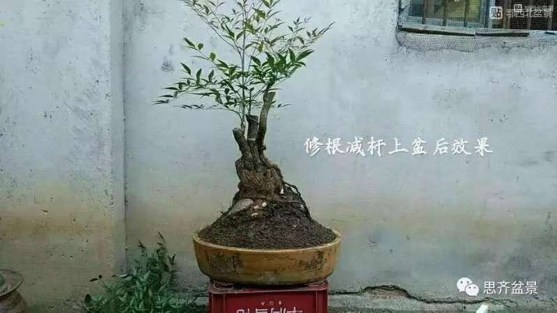 南天竹下山桩怎么制作盆景