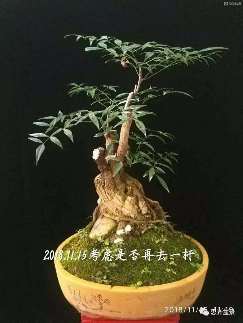 南天竹下山桩怎么制作盆景