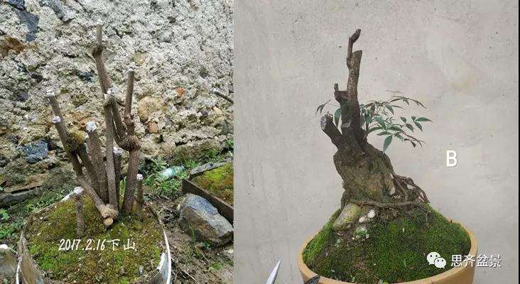 南天竹下山桩怎么制作盆景