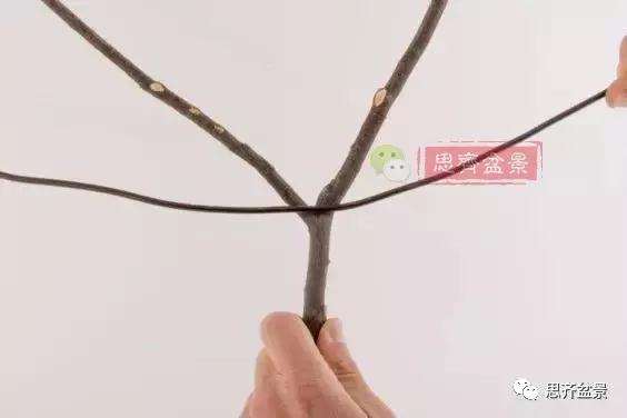 盆景分叉枝调怎么蟠扎的方法