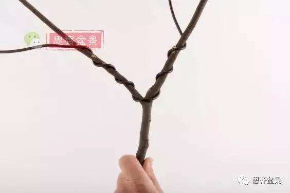 盆景分叉枝调怎么蟠扎的方法