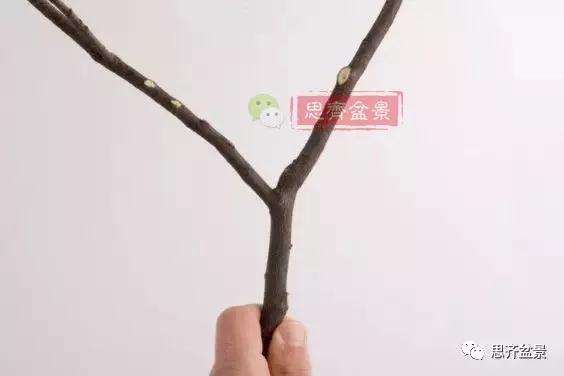 盆景分叉枝调怎么蟠扎的方法